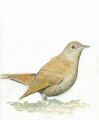 Rossignol philomene.jpg